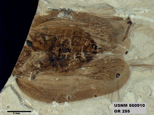 Genus sp