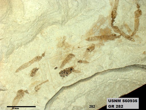 Genus sp