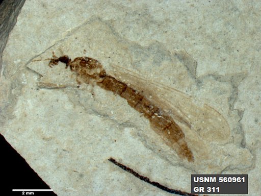 Genus sp
