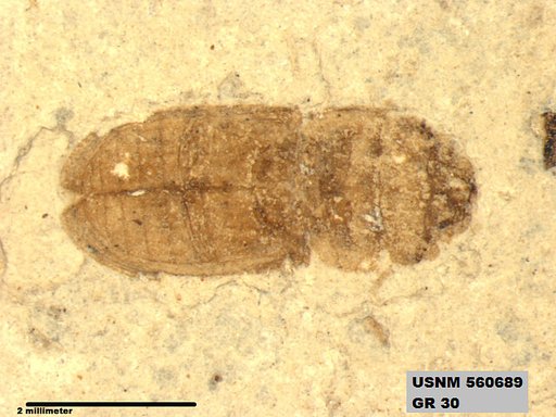 Insecta