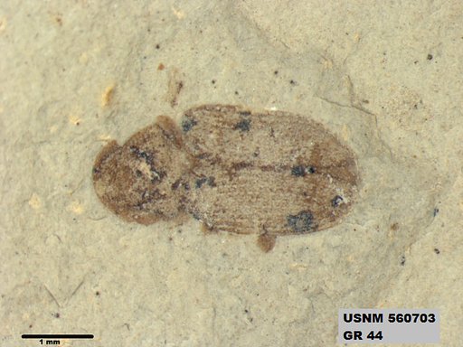 Insecta