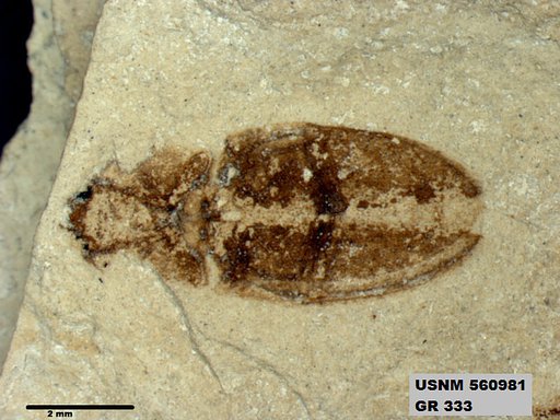 Insecta