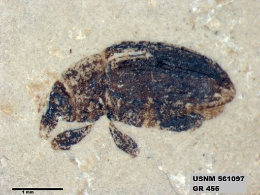 Insecta