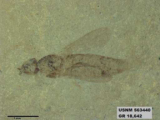 Insecta