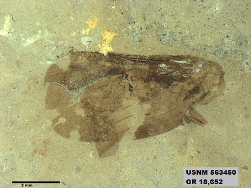 Genus sp