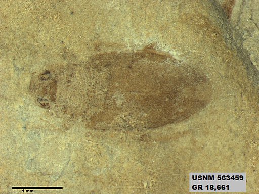 Insecta