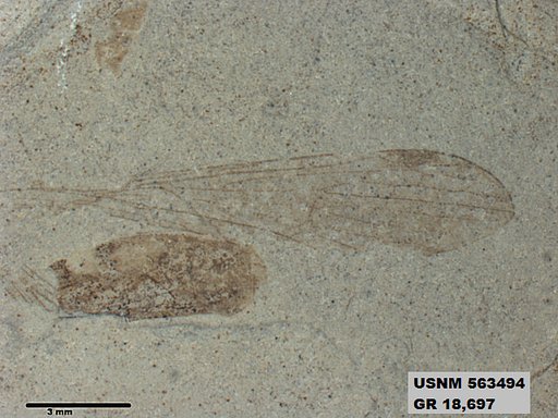 Insecta