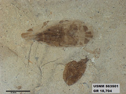 Genus sp
