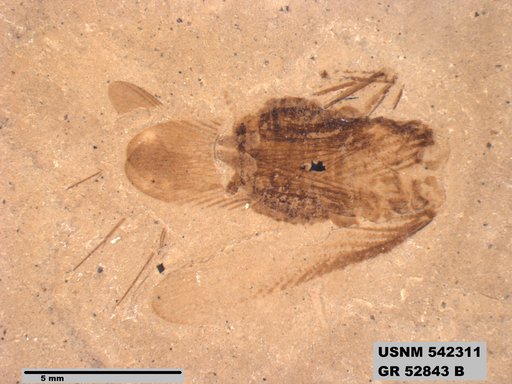 Genus sp