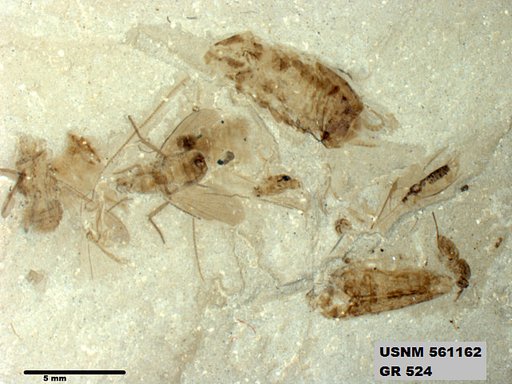 Insecta