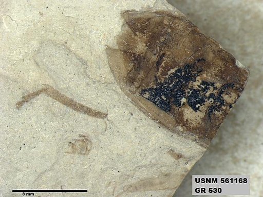 Insecta