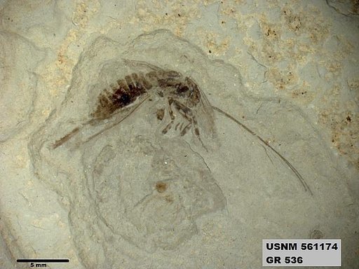Pronemobius tertiarius