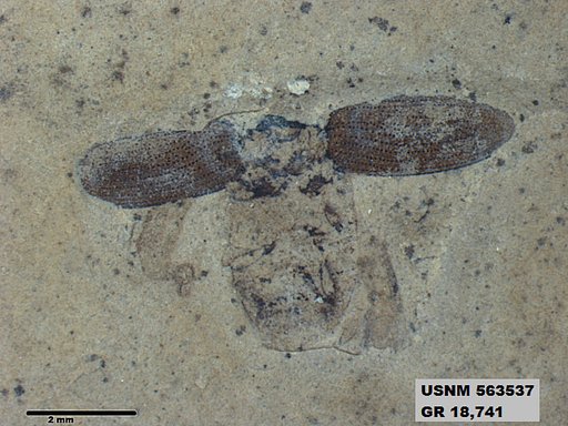 Genus sp