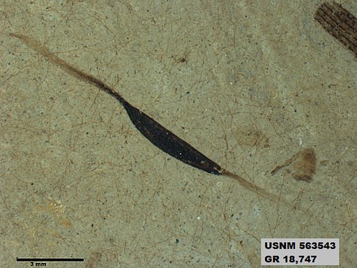 Insecta