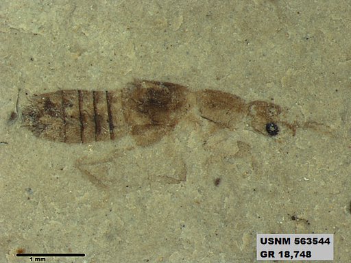 Genus sp