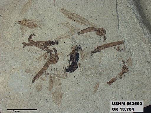 Genus sp