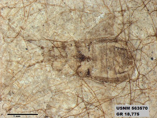 Genus sp