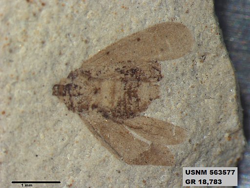 Genus sp