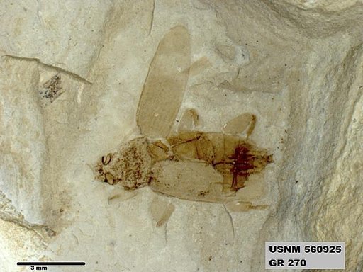 Insecta