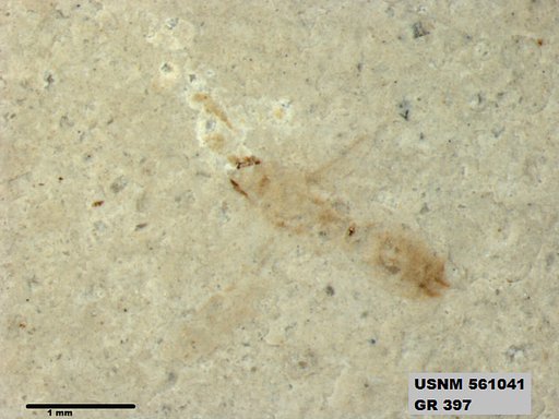 Insecta