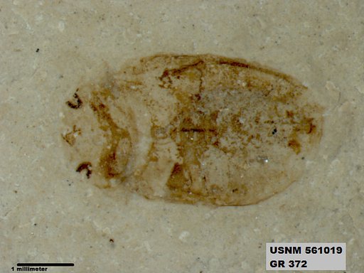 Insecta