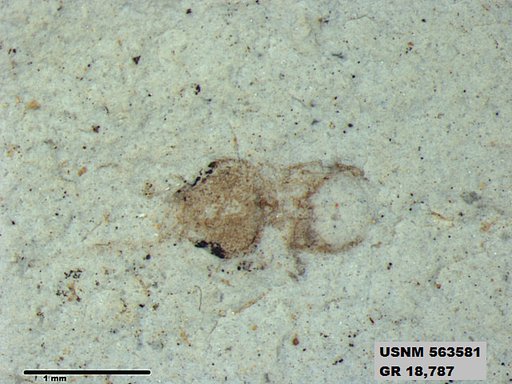 Genus sp