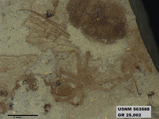 Genus sp