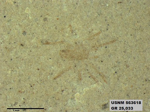 Genus sp