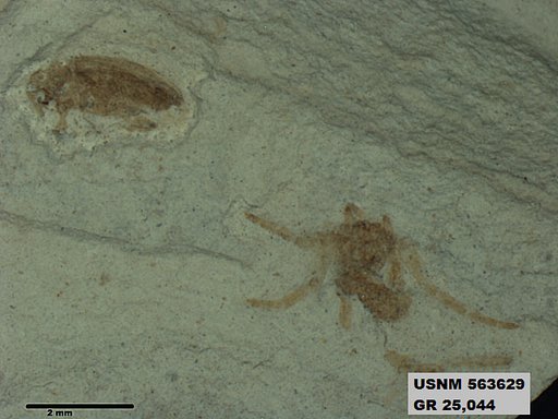 Insecta