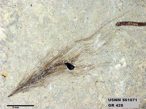 Insecta