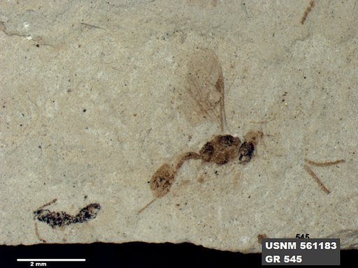 Insecta