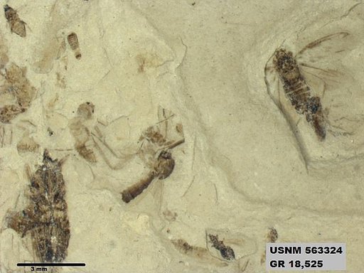 Genus sp