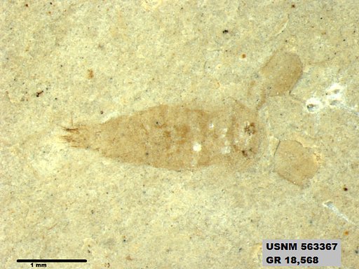 Genus sp