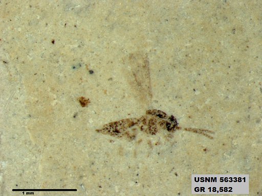 Insecta