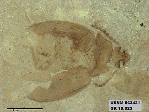 Insecta