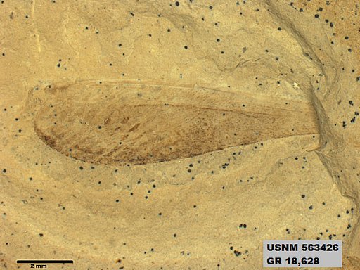 Genus sp