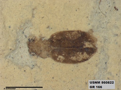 Insecta