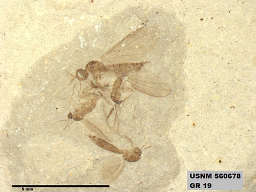 Genus sp