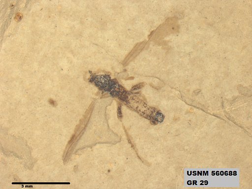 Insecta