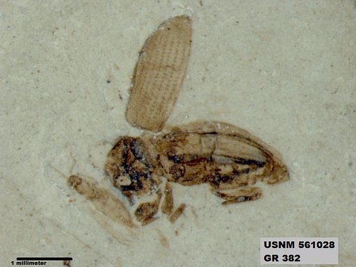Insecta