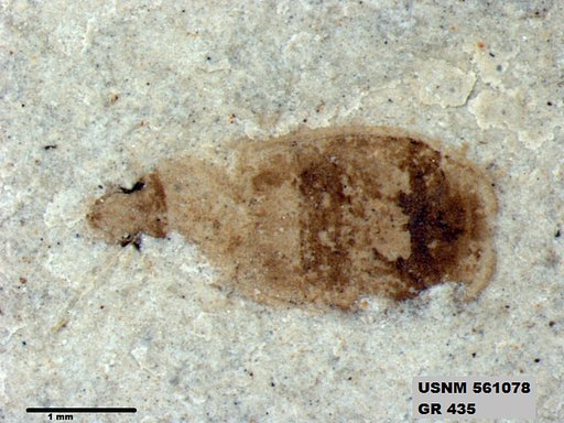 Insecta
