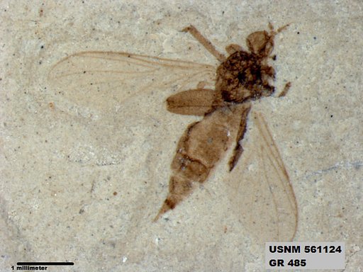 Insecta