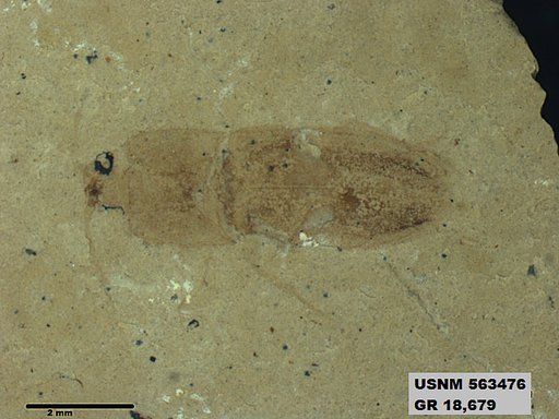 Insecta