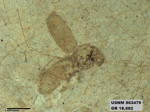 Insecta