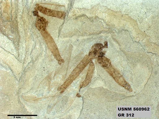 Genus sp