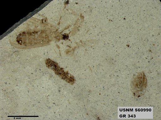 Insecta