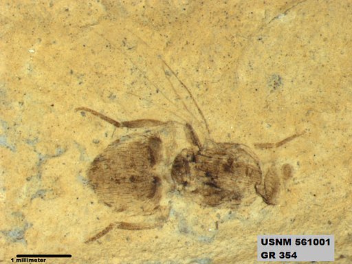 Insecta