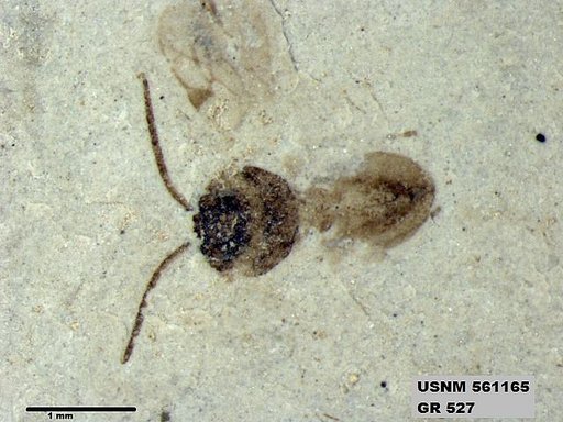 Insecta