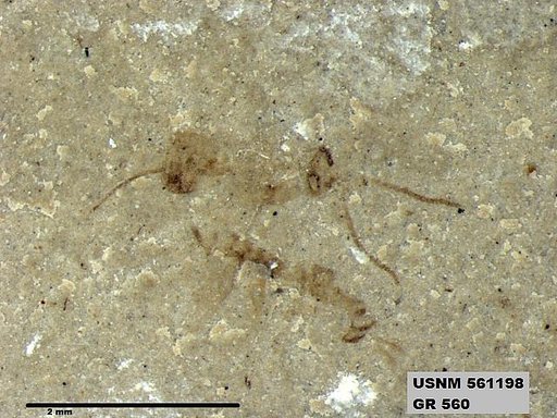 Insecta