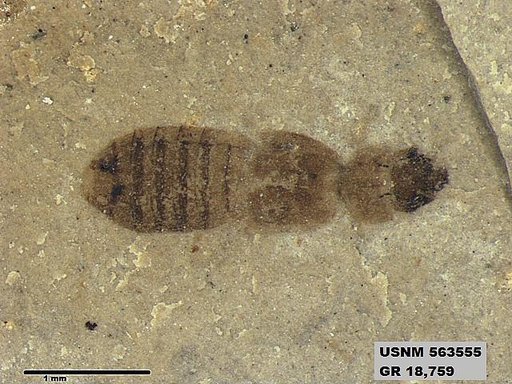 Genus sp